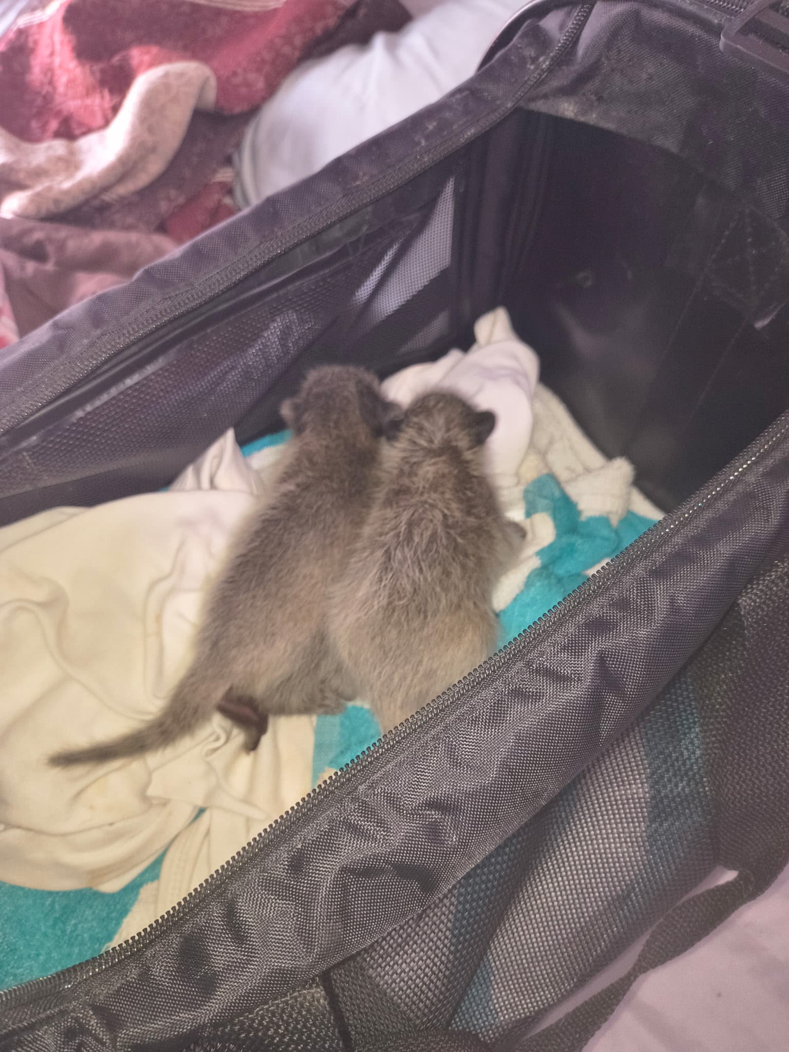 Vet Transportation - pet care service